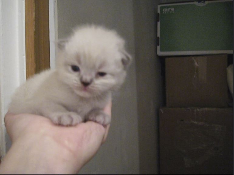 Person holding a small kitten