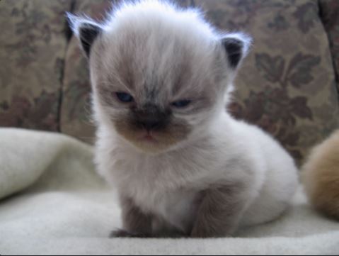 Small kitten