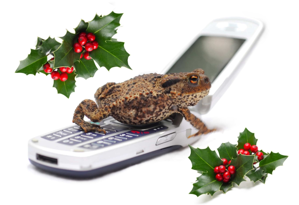 Frog on a cell phone with holly leaves