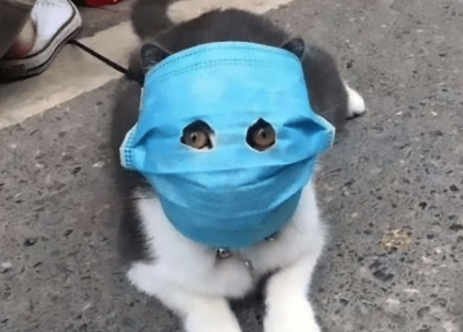 Face Mask on Cat
