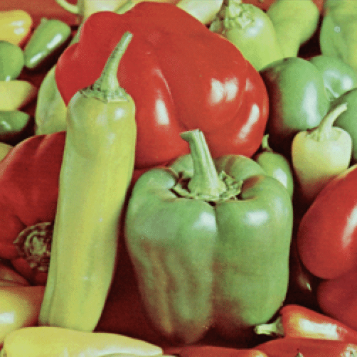 bell peppers photo